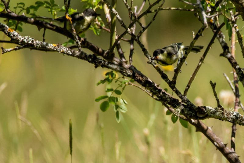 Mésange charbonnière juvénile